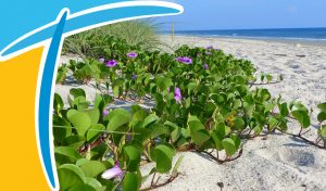 Playalinda Beach Flowers