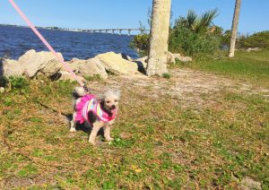 puppy at the park