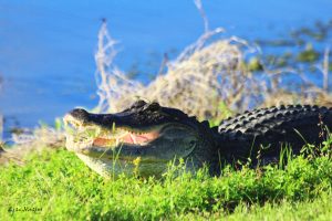 alligator