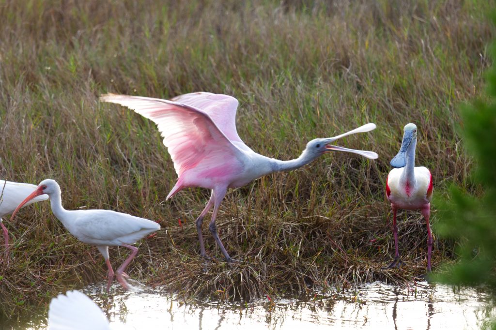 wildlife refuge