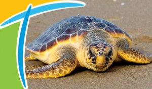 Magic T with Sea Turtle