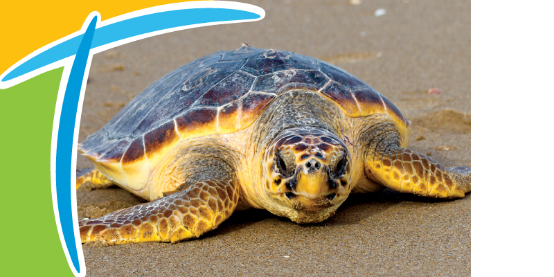 Loggerhead Sea Turtle
