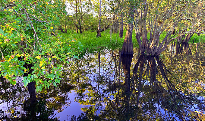 Cypress