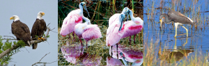 Birds