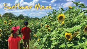 Sunflower Maze