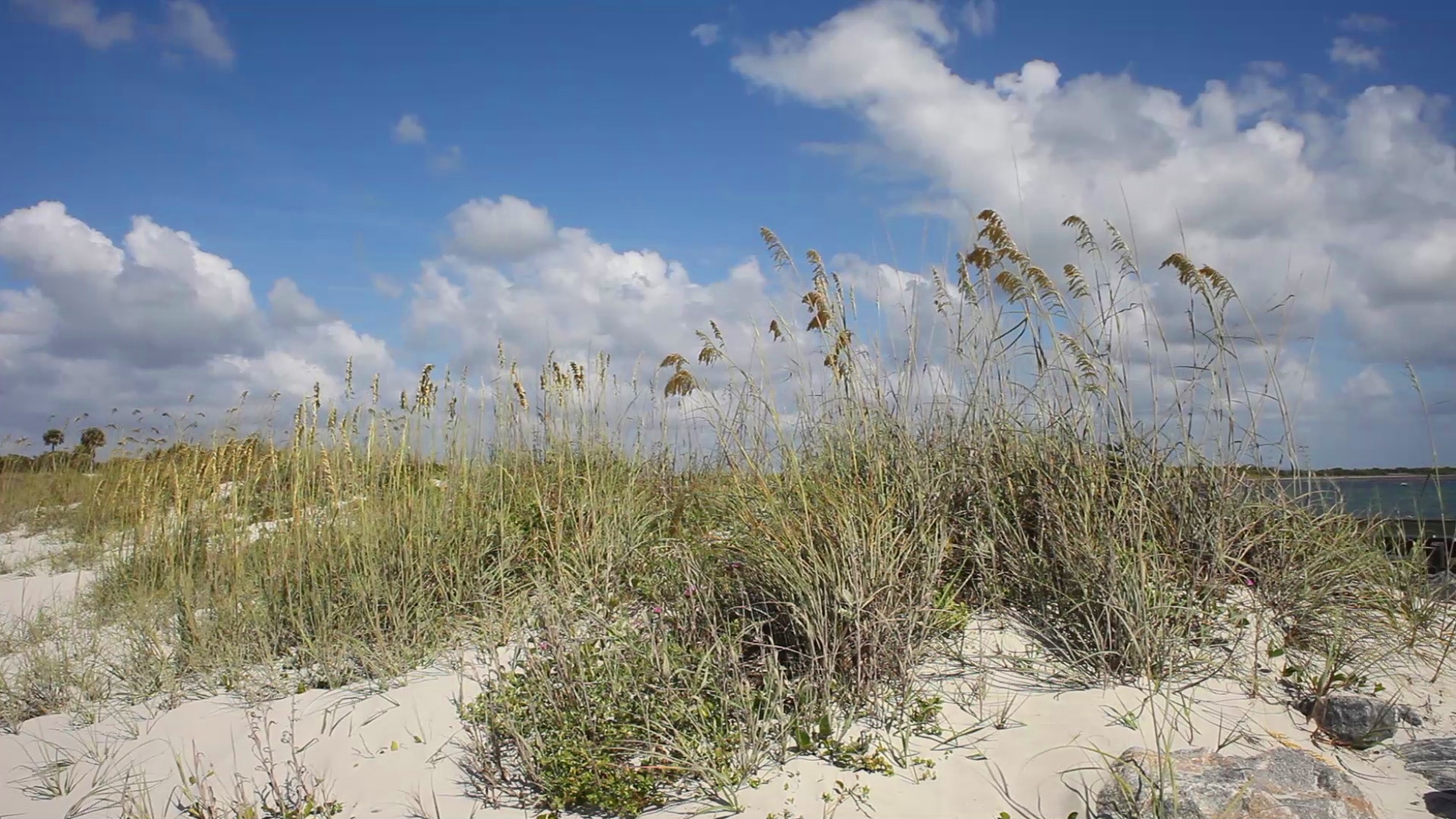 Sea Oats