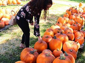 pumpkin patch