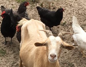 chickens and goats