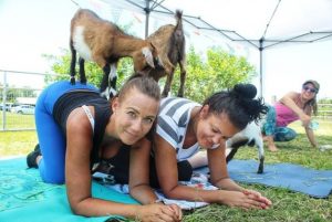Goat yoga
