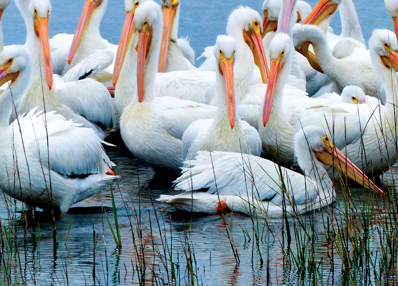 Pelicans