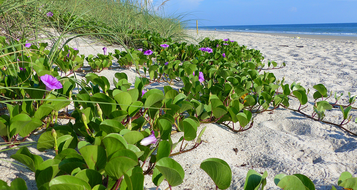 Playalinda Beach