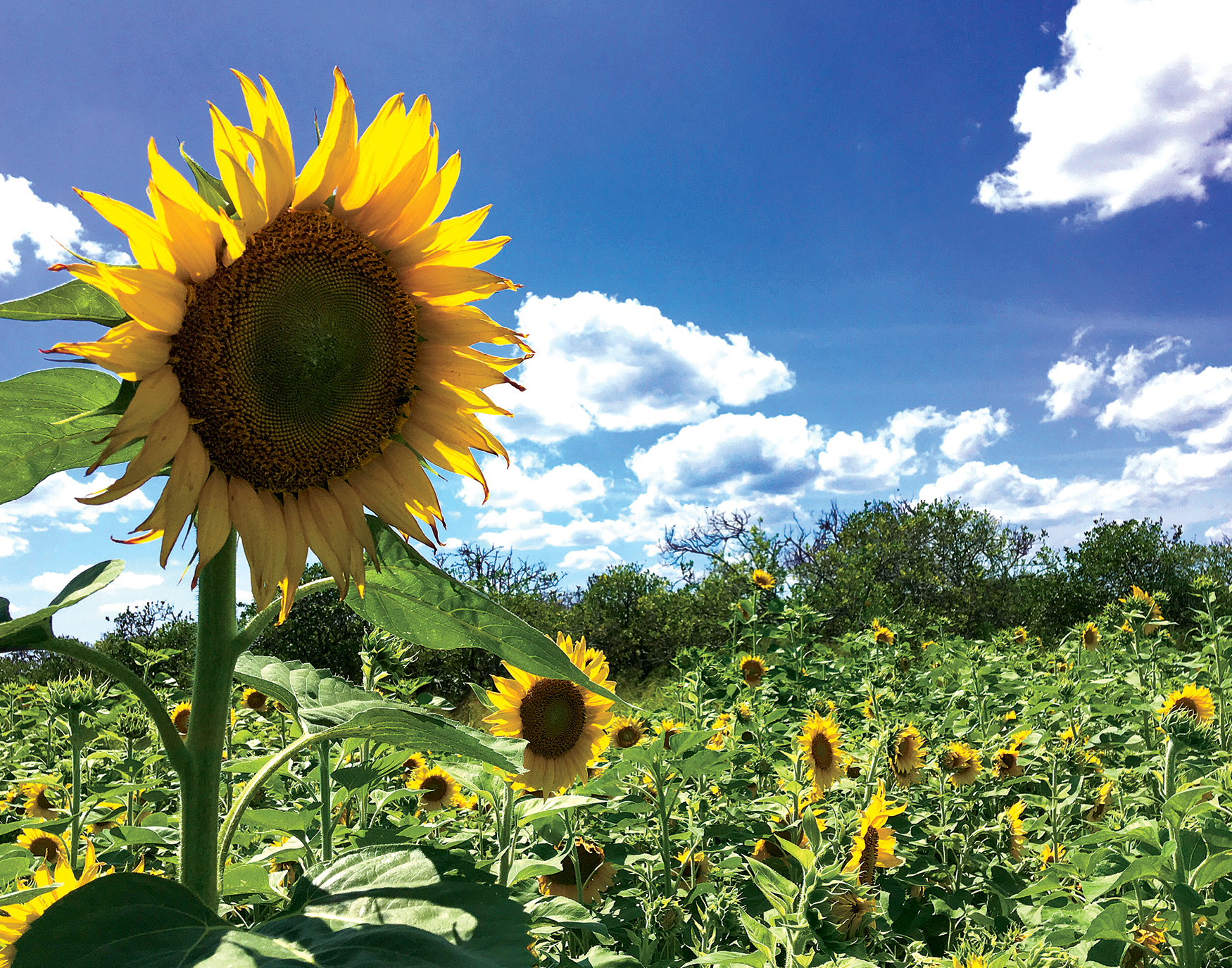 Sunflower Maze