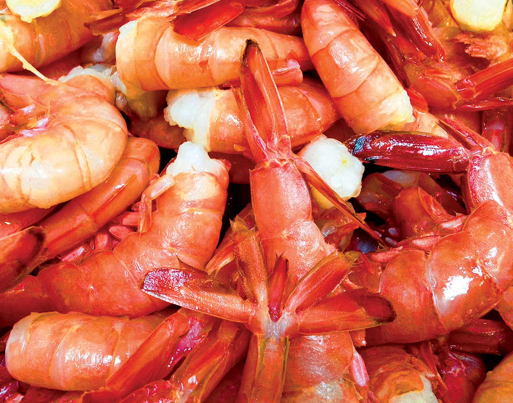 Royal Red shrimp